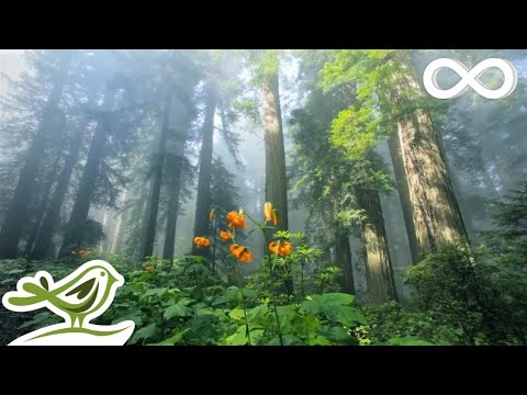 10 hours of relaxing music calm piano guitar sleep music study music
