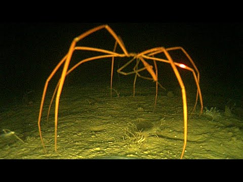 10 terrible deep sea creatures youve never met and dont want to