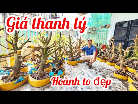 8 4 a su 0326726887 phoi mai vang dang truc hoanh to gia thanh ly maivangthanhtam