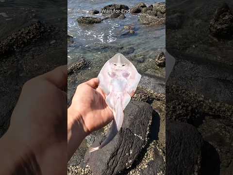 a happy ending watch the inspiring rescue of these stingray fish f09f90a1 shorts