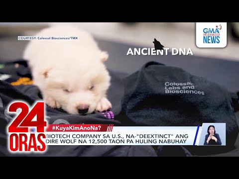 biotech company sa u s na deextinct ang dire wolf na 12500 taon pa huling nabuhay 24 oras