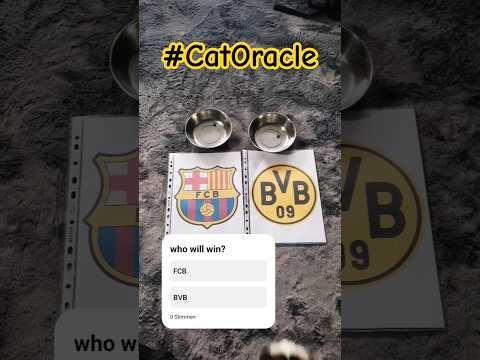 cat oracle predicts fc barcelona vs borussia dortmund champions league