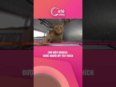 chu meo bodega duoc nguoi my yeu thich shorts