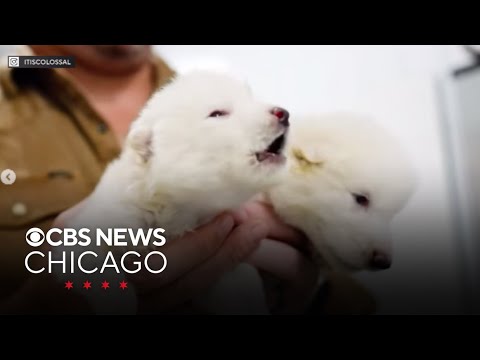 company claims to have rebirthed the extinct dire wolf