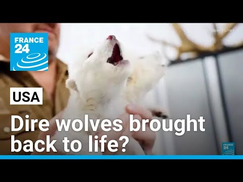 de extinction biotech company says dire wolves brought back to life france 24 english