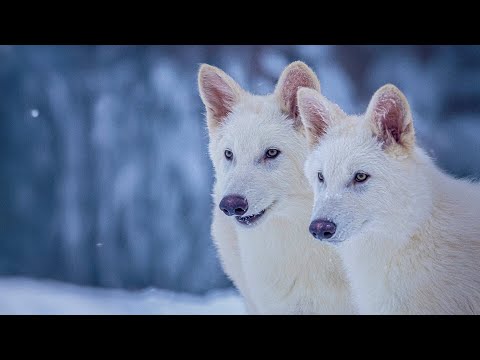 de extinction colossal biosciences revive the dire wolf