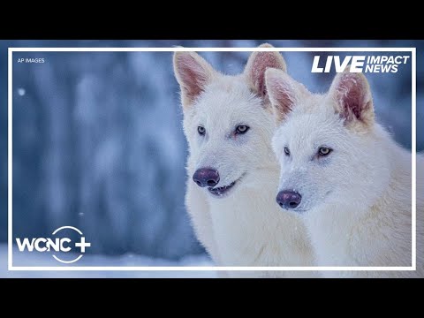 dire wolf brought back from extinction scientists say