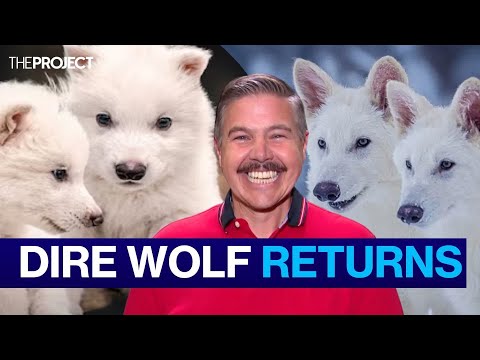 dire wolves are back and this is how they did it