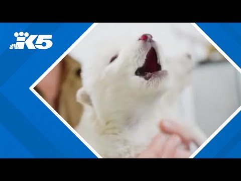 dire wolves brought back from extinction 1