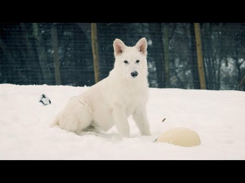 dire wolves brought back from