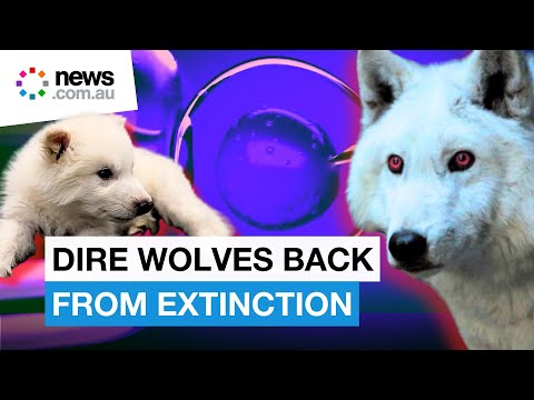 dire wolves return from