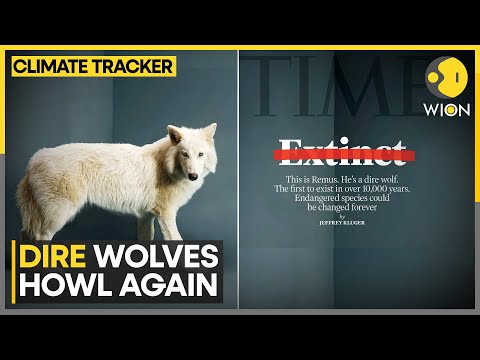 extinct dire wolf popularized on game of thrones brought back to life wion climate tracker