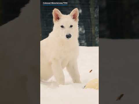 extinct dire wolves brought back to life