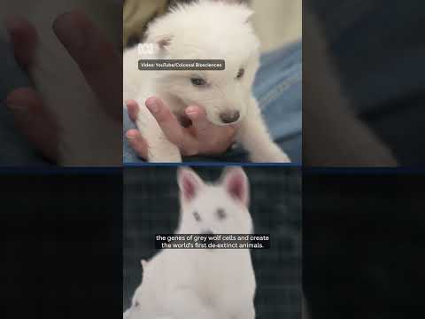 extinct for 10000 years direwolf pups bred by biotech firm abc news
