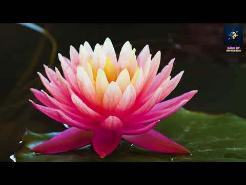 f09f8eb5nhac chua lanh nhac thien thu gian tinh tam giai stress meditation music for healing