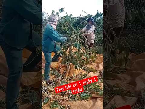 gia ca phe cao lap dinh gia ca phe hom nay shortsfeed tintuc