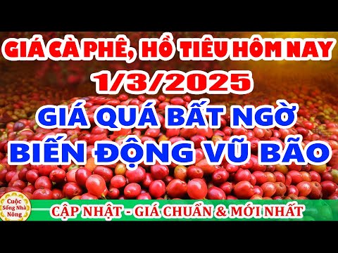 gia ca phe hom nay ngay 1 3 2025 gia ca phe giam manh theo san the gioi