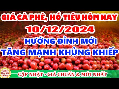 gia ca phe hom nay ngay 10 12 2024 gia ca phe tang khung khiep theo san the gioi