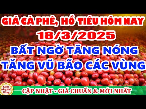 gia ca phe hom nay ngay 18 3 2025 gia ca phe tang manh nong theo san the gioi