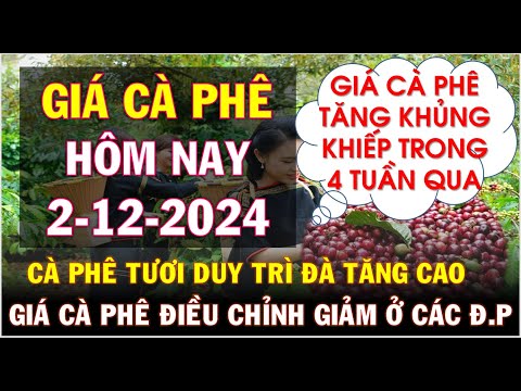 gia ca phe hom nay ngay 2 12 2024gia ca phe tang manh 4 tuan lien tiep