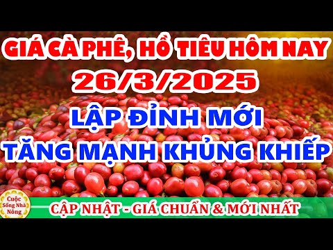 gia ca phe hom nay ngay 26 3 2025 gia ca phe tang manh khung khiep theo san the gioi