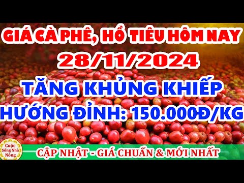 gia ca phe hom nay ngay 28 11 2024 tang khung khiep cao nhat moi thoi dai
