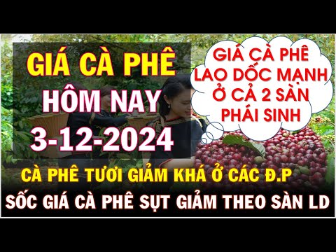 gia ca phe hom nay ngay 3 12 2024gia ca phe lao doc manh o 2 san va trong nuoc