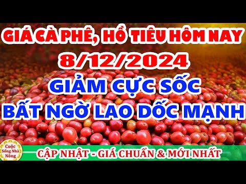 gia ca phe hom nay ngay 8 12 2024 gia ca phe trong nuoc bat ngo giam manh