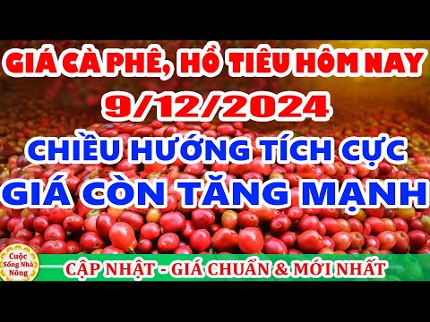gia ca phe hom nay ngay 9 12 2024 gia ca phe huong con tang manh
