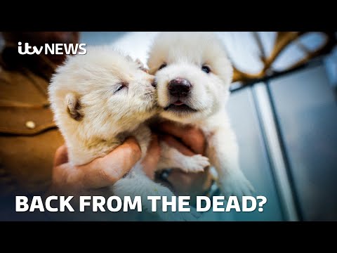 have scientists brought back the extinct dire wolf itv news