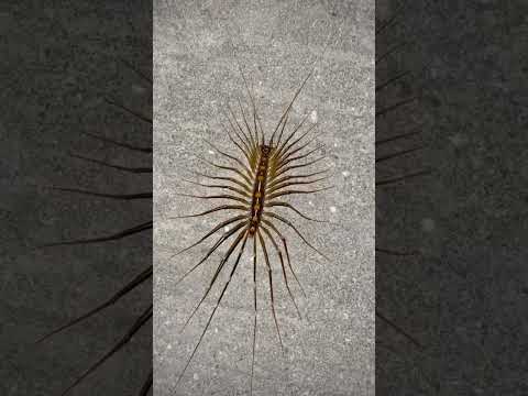 house centipedes f09f9883e298a3efb88fe29aa0efb88f animals centipedes house wildlife food vlog nature life