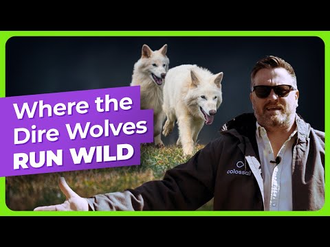 inside the worlds first dire wolf preserve