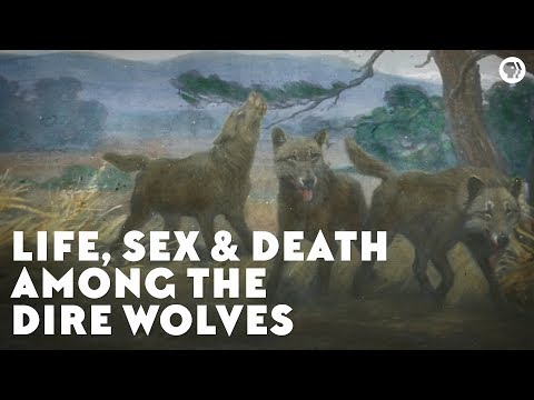 life sex death among the dire wolves