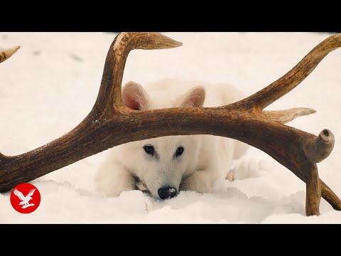 meet the first dire wolf in 10000 years as scientists bring species back from