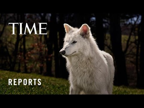no longer extinct colossal biosciences dire wolf project