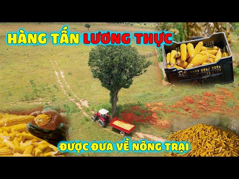 quanglinhvlogs hang tan luong thuc duoc mang ve nong trai quang linh farm