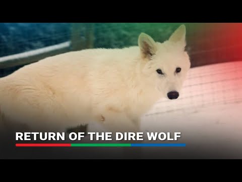 researchers claim to have revived long extinct dire wolf species expert skeptical abs cbn news
