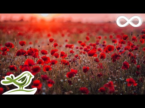 rose petals beautiful romantic relaxing piano music by peder b helland
