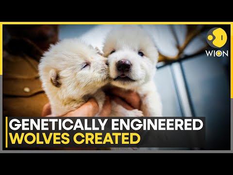 scientists create genetically engineered wolves with traits of extinct dire wolves world news