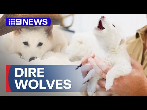 scientists help birth dire wolves 12500 years after they became extinct 9 news australia