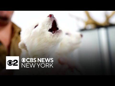scientists trying to bring back dire wolves