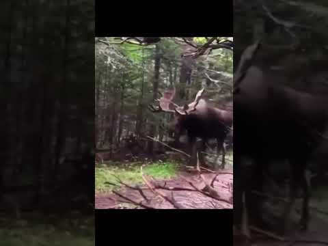 skinwalker caught on camera f09f98b3 shorts