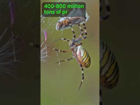 spiders could eat us all