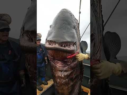 stop ignoring these mysterious sea creatures