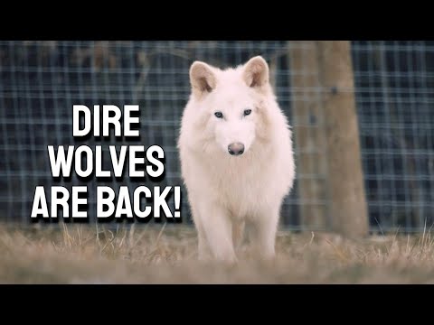 the dire wolf returns from