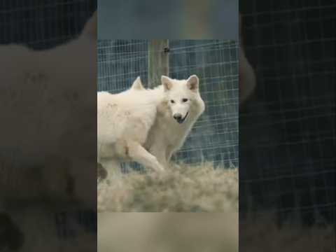 the return of the dire wolf