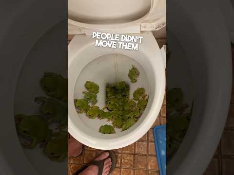 this girl saved an army of frogs f09f90b8