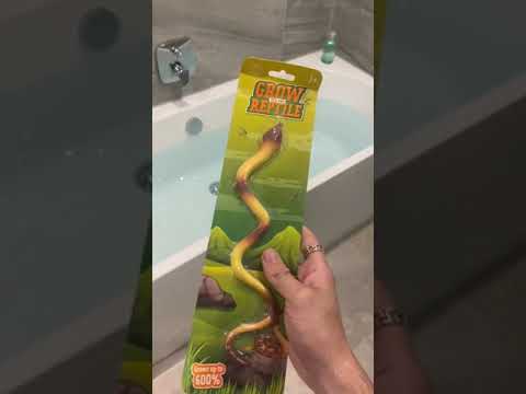 this snake grows 600 its size f09fa4a9 shorts