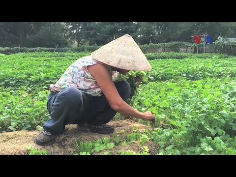 trieu phu vuon rau viet giua thu do nuoc my