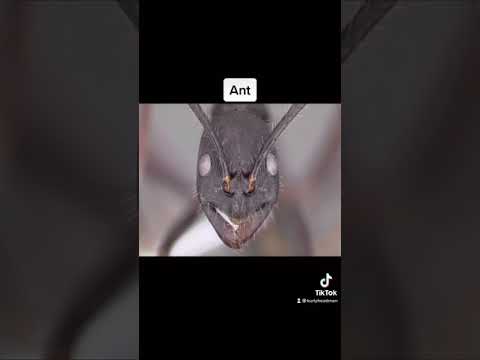 what insects zoomed in looks likef09f98b3 shorts